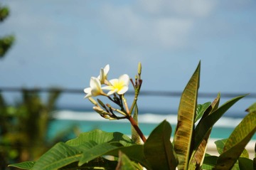 Sea View Apartment